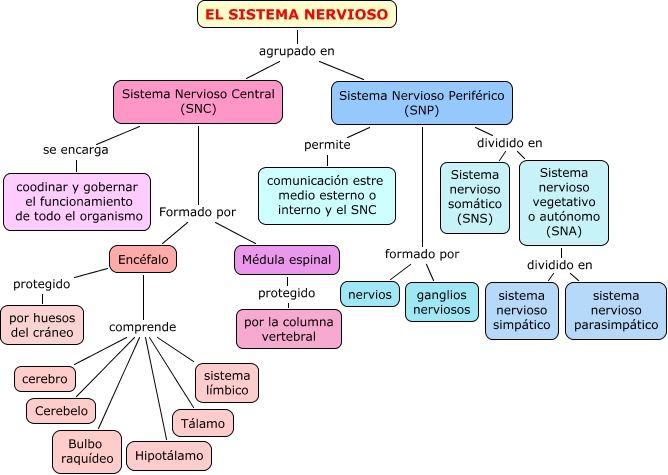 Cuadro sinóptico del sistema nervioso - CuadroSinoptico.com.mx