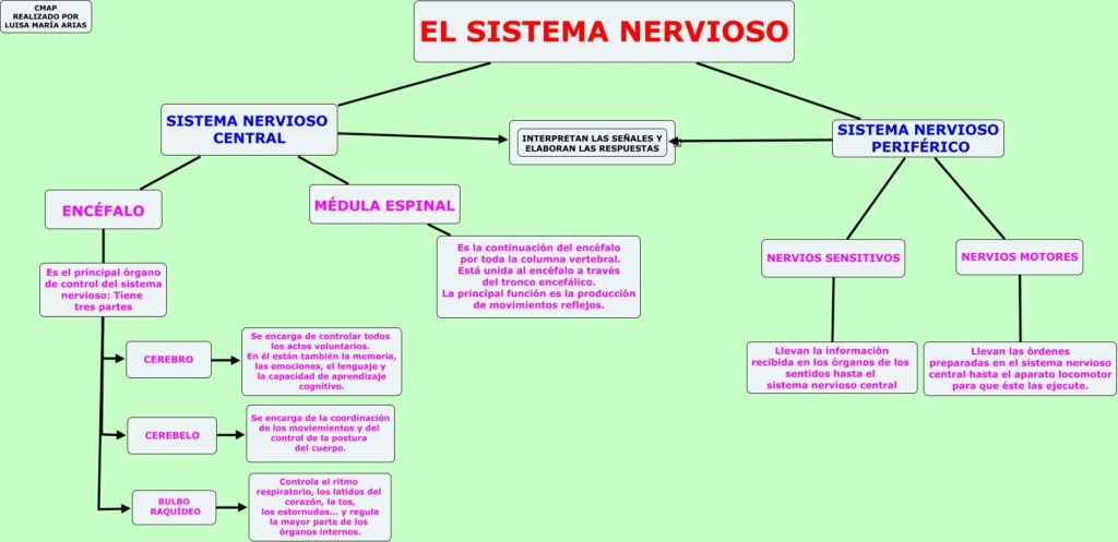 Cuadro sinóptico del sistema nervioso