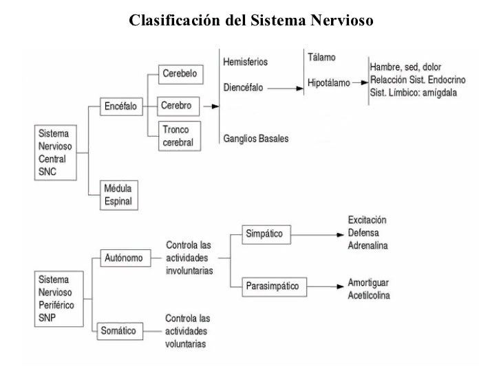 Cuadro sinóptico del sistema nervioso - CuadroSinoptico.com.mx